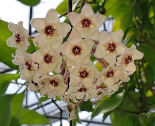 Common Hoya, Porcelain Flower, Wax Flower, Hoya carnosa